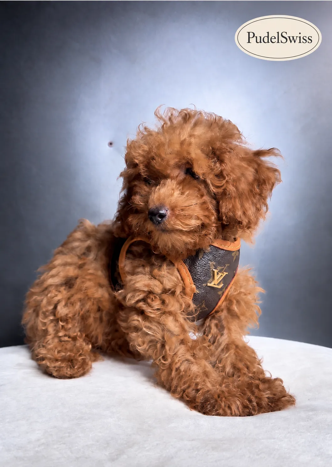 Toy Poodle Welpe in Rot sitzend – PudelSwiss Welpen für die Schweiz