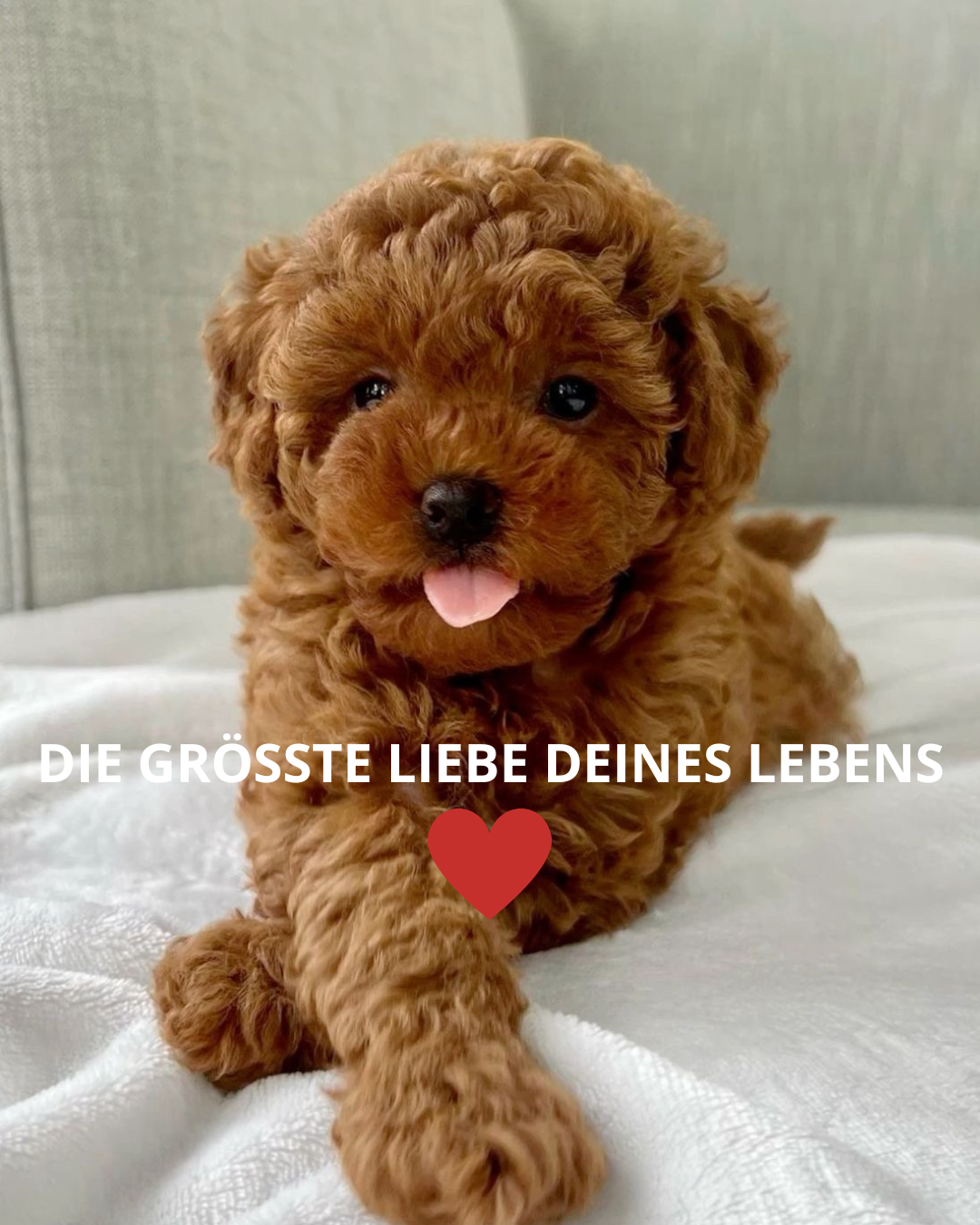 Brauner Pudelwelpe auf einer weissen Decke mit dem Schriftzug «Die grösste Liebe deines Lebens» und einem roten Herz