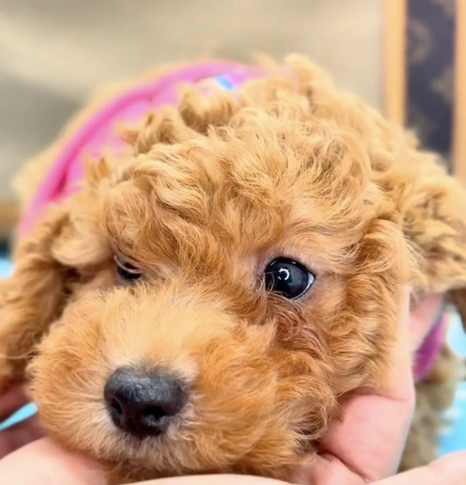 Toypudel-Welpe in Rot-Apricot im Hundezentrum Cuccioli che Passione bei Como