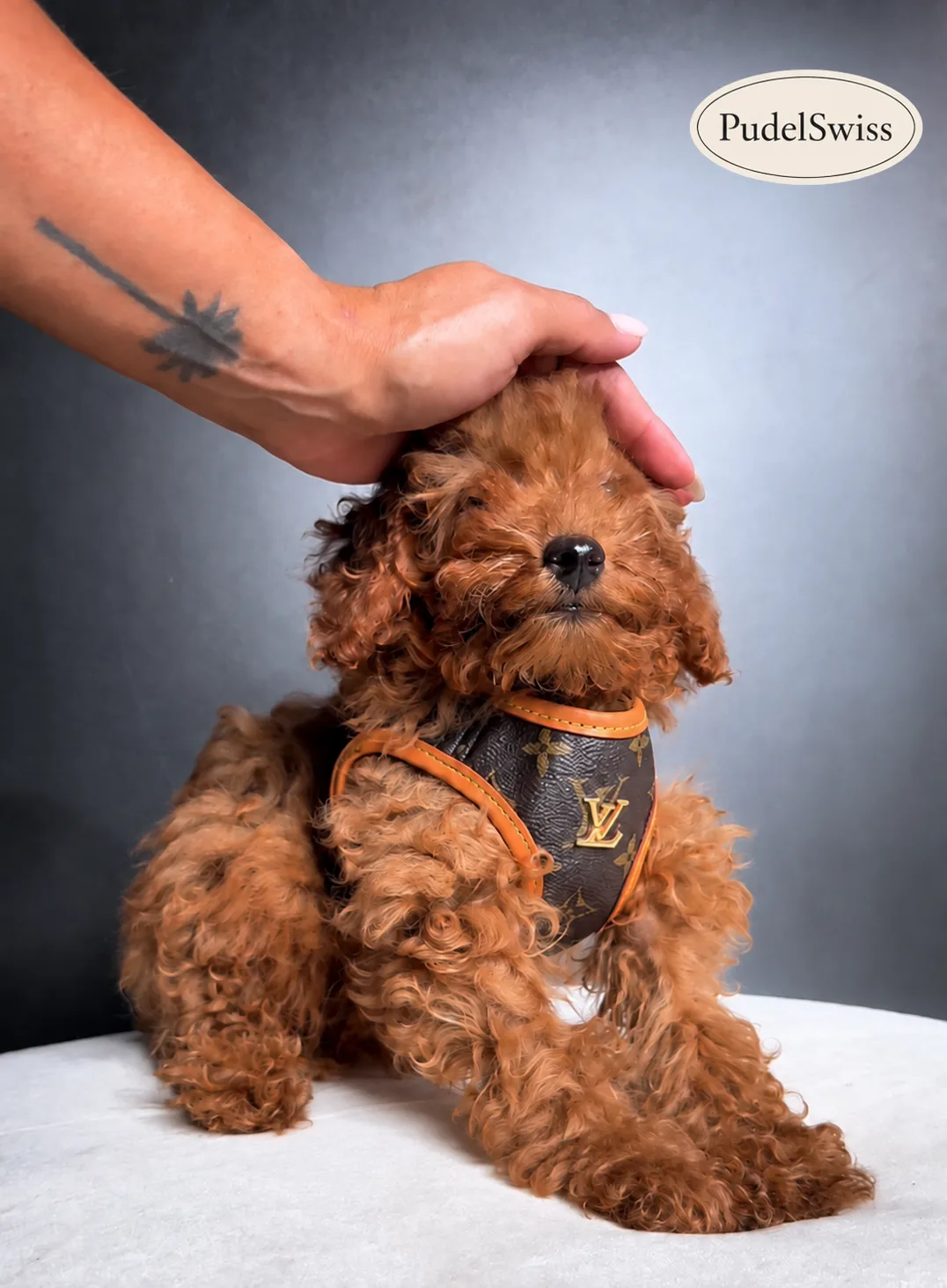Toy Poodle Welpe wird gestreichelt – Sozialisierung bei PudelSwiss