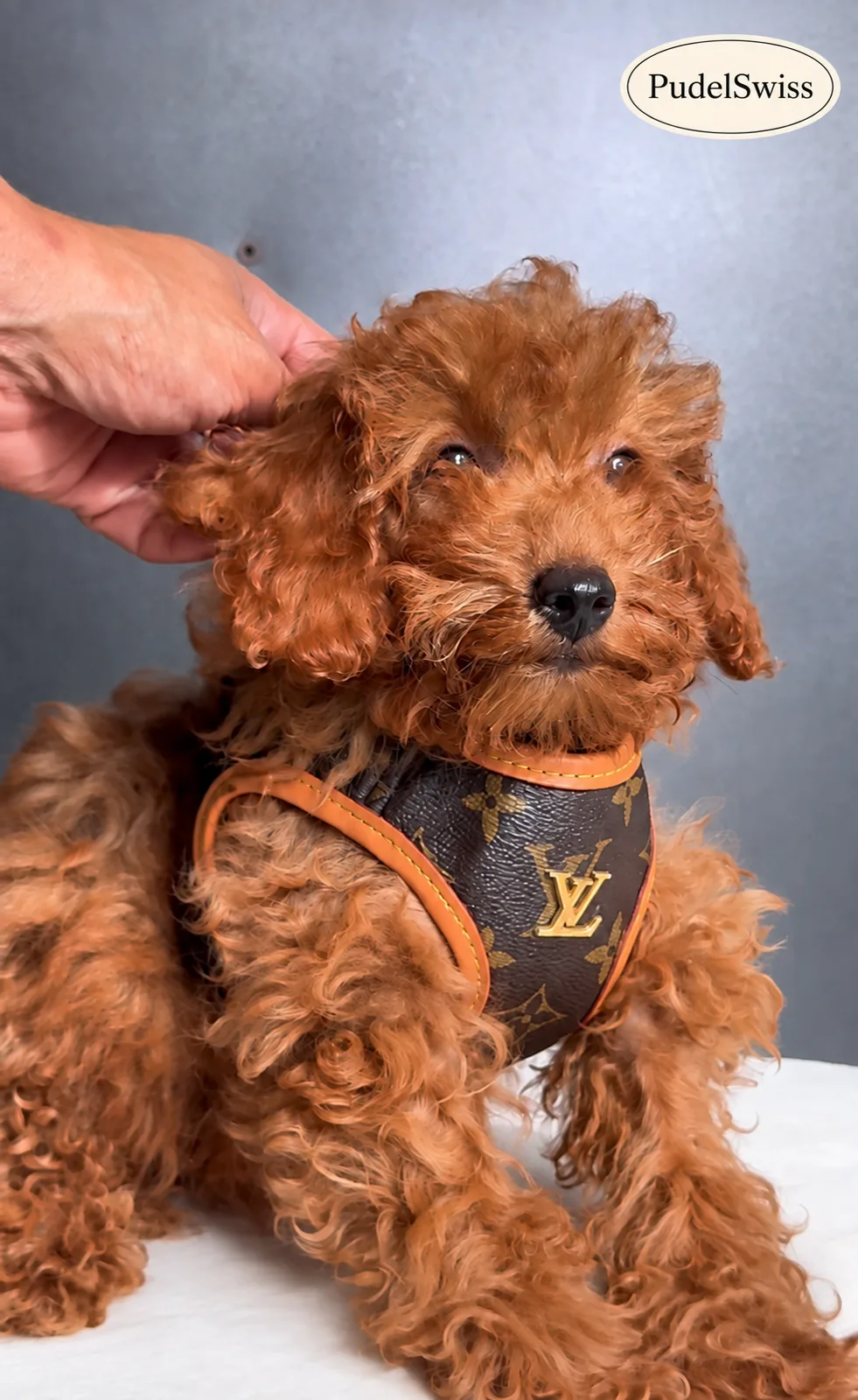 Toy Poodle Welpen Schweiz: Ihren Welpen finden | PudelSwiss