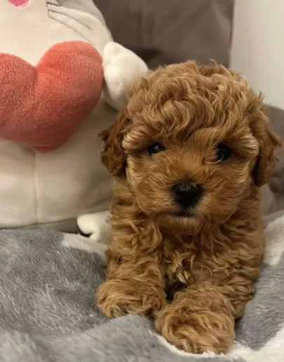 Puppy Management Guide: Welcome to PudelSwiss